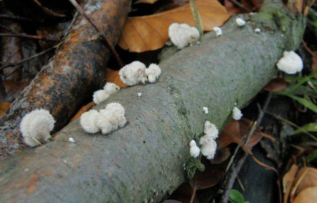 Schizophyllum commune klanolístka obecná