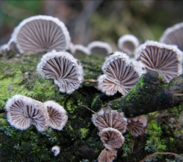 Schizophyllum commune Plodnice: kloboučkovité, bokem přirostlé, střechovitě nad sebou uspořádané, velmi drobné šedobílé,