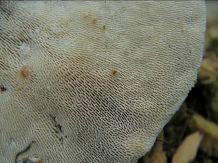 Trametes