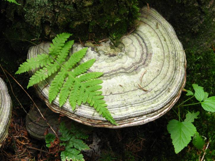 Fomes fomentarius