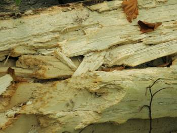 Fomes fomentarius Hniloba: bílá hniloba, poměrně rychlá 1. bílé dřevo, dosti tvrdé, odděleno hnědočervenou až hnědočernou zónou 2. žlutobílé trhliny podél dřeň.