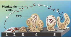 Koroze za napětí (ESC - Environmental Stress Cracking) porušení polymeru i v prostředí chemické látky, jejímž účinkům je nezatížený plast zcela odolný PS v prostředí lakového benzínu LDPE + rostlinné