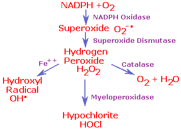 Produkce ROS v neutrofilech ClOObrázek převzat z