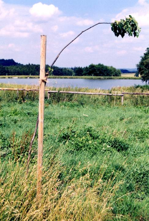 smutná štětka na ohnuté tyči : podřadná, přerostlá sazenice z hustníku nejspíše za cenu zapěstované alejové sazenice falšovaný