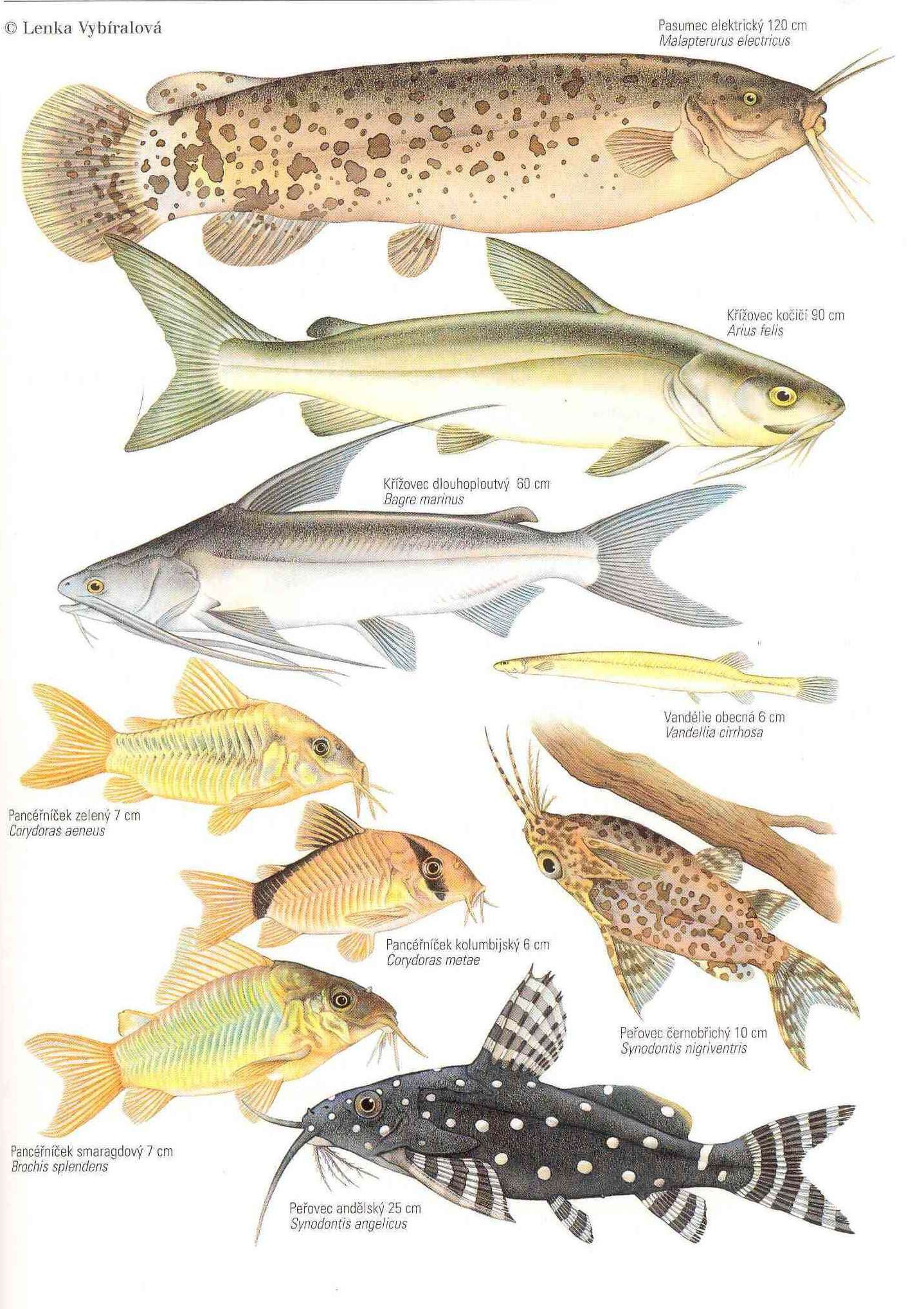 Řád: SUMCI Siluriformes tvarově vyhraněná sladkovodní skupina s různými adaptacemi (keříčkovité výrůstky ţaberní sliznice, dýchací vak ţaberní dutiny, krní oči, přísavky v proudech, elektrické
