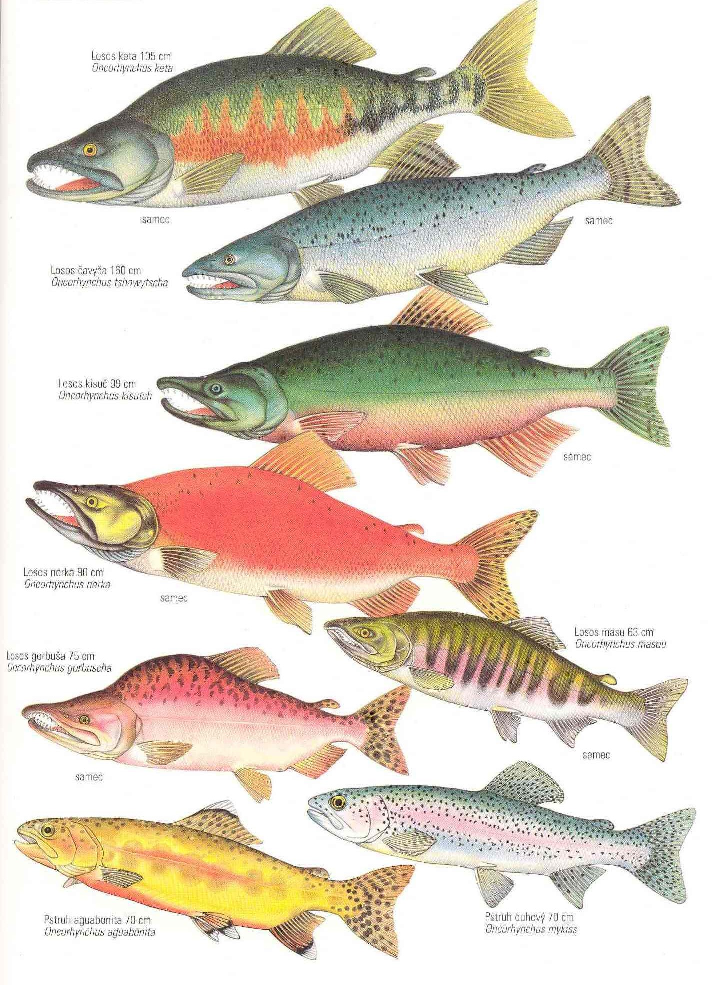 Řád: LOSOSI Salmoniformes Vřetenovité tělo, drobné šupiny, tuková ploutvička, pylorické