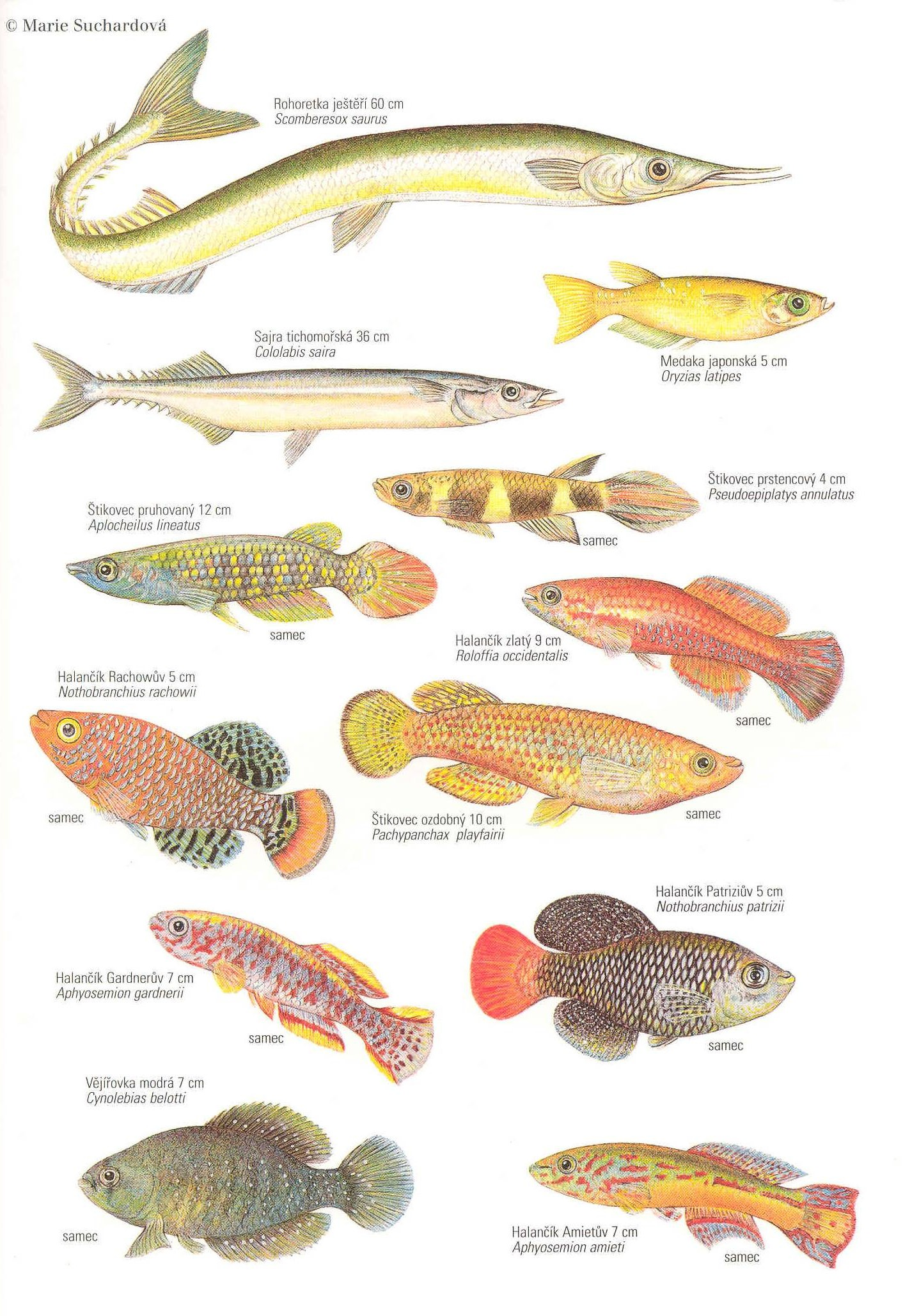 Řád: HALANČÍKOVCI Cyprinodontiformes drobné rybky, cykloidní (ktenoidní) šupiny, pohlavní dimorfismus, hlavně sladkovodní HALANČÍKOVITÍ Aplocheilidae Jikry často vysychají se substrátem, krátkověcí