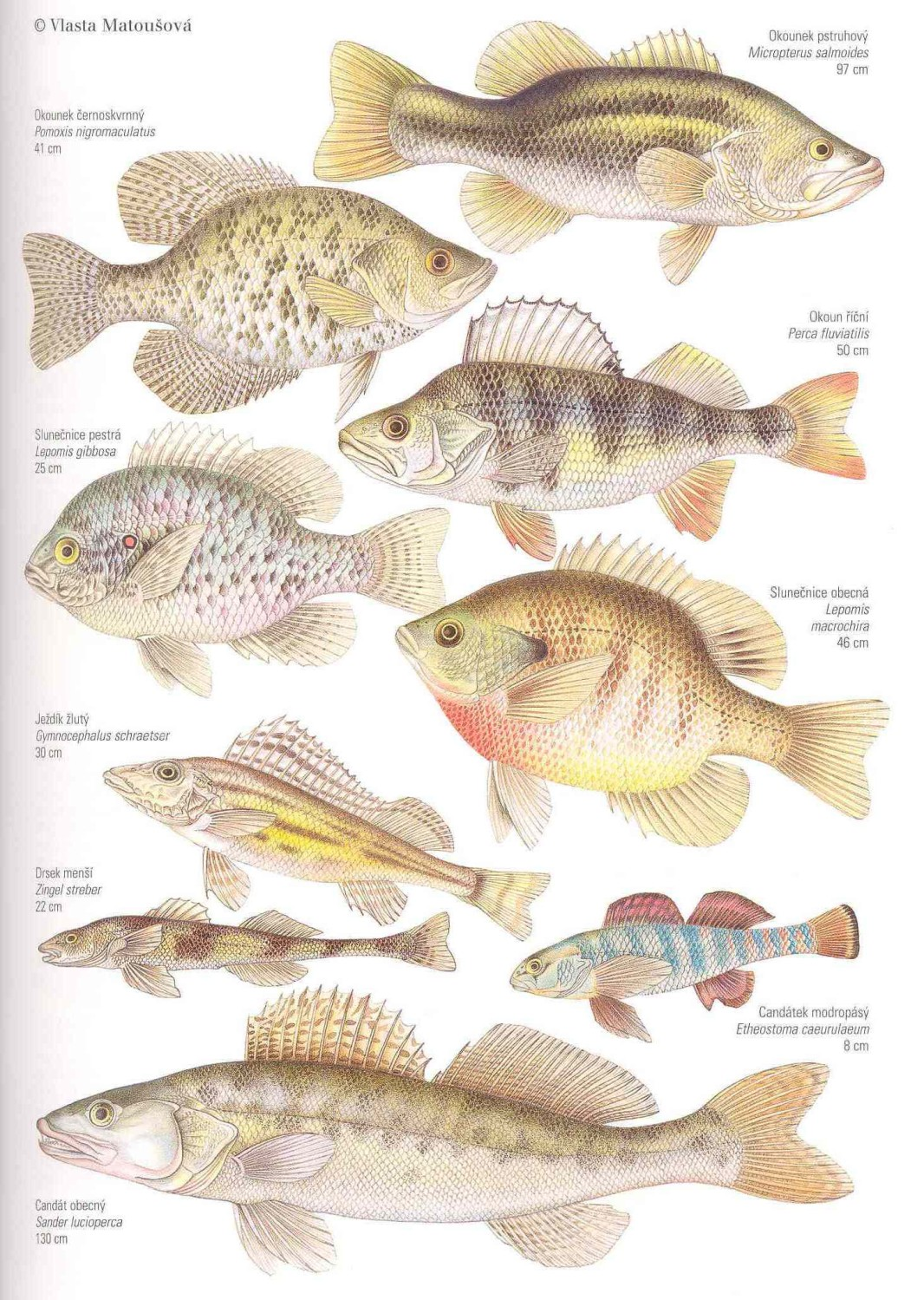 Řád: OSTNOPLOUTVÍ Perciformes Ryby všech typů vod, ktenoidní šupiny, více tvrdých paprsků v ploutvích, hřbetní ploutev často dvoudílná, Physoclisti.