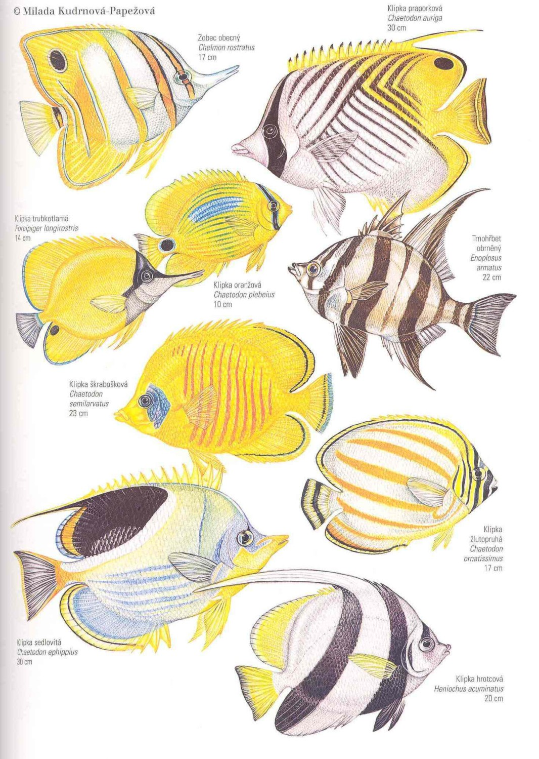 Řád: OSTNOPLOUTVÍ Perciformes viz výše KLIPKOVITÍ Chaetodontidae pestré sub- a tropické korálové ryby s jedinou hřbetní ploutví, zboku zploštělé vysoké tělo, oční skvrna.