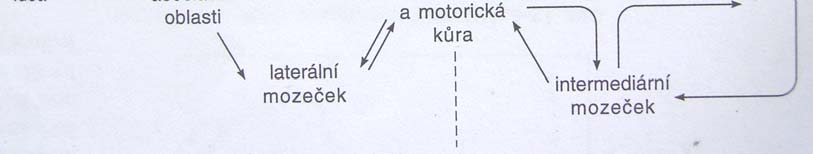Obrázek 1. Řízení motorické činnosti (Ganong, 2005) Mozková kůra Mozková kůra zaujímá dominantní postavení při vzniku cílených, volních a úmyslných pohybů.