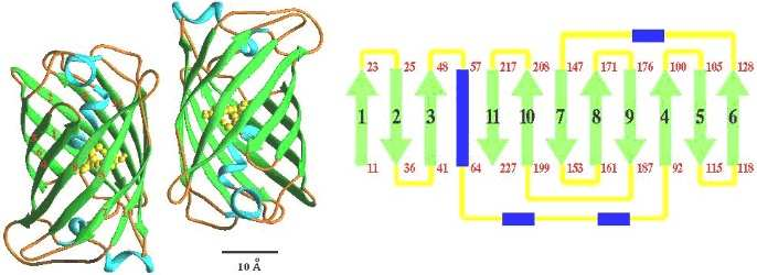 2.3.1 Struktura GFP Nemodifikovaný GFP, tzv. wild-type GFP, je protein o molekulové hmotnosti 27 kda a skládá se z 238 aminokyselin (viz příloha č. 1).