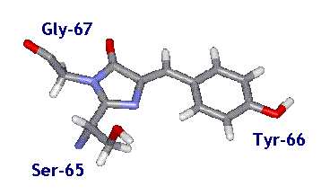 Obr. 2. Model struktury tripeptidu Ser65-Tyr66-Gly67 fluorescenčního centra GFP (převzato z Hraška, 2003). Zeleně fluoreskující protein z mořské medúzy Aequoria victoria tzv.