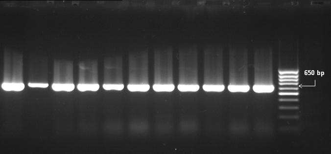 1 2 3 4 5 6 7 8 9 10 11 L Obr. 16 Ukázka výsledků molekulární detekce přítomnosti DNA z rostlin vztahující se k předchozímu obrázku. Byly použity primery FAD3A. Očekávané produkty měly m.h. 650 bp (šipka).
