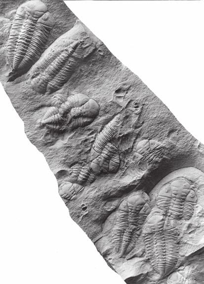 2 Město na dně tří moří 31 Otisky celých ordovických trilobitů Dalmanitina nalezené pod Hanavským pavilonem na Letné. Foto J.