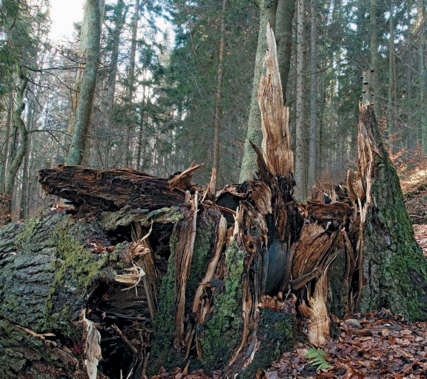 Šumava I Pohledem odborníka Text Ladislav Řezník NÁRODNÍ PŘÍRODNÍ REZERVACE