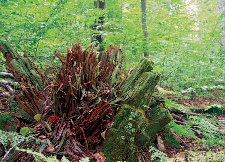 tabulka 1 Rok Živé stromy Odumřelé stromy Celkem Počet stromů na 1ha (ks) 1972 286 100 386 1996 235 118 353 Zásoba na 1 ha (m3) 1972 682,39 218,88 901,27 1996 762,09 233,20 995,29 z roku 1960 je král