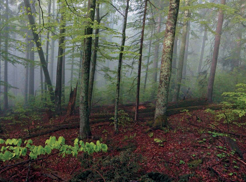 Šumava I Vývoj a management NPR Text Silvie Havlátková PŘIROZENÝ VÝVOJ a management NPR BOUBÍNSKÝ PRALES V roce 2004 byl Ministerstvem životního prostředí schválen Plán péče pro NPR Boubínský prales