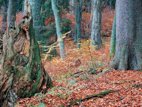 Jen od roku 2006 v pralese vichřice vyvrátily stovky stromů, i prales se stále mění.