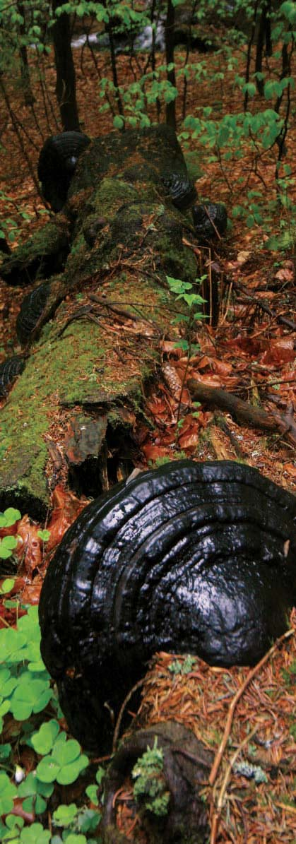 Šumava I Úvod Boubínský prales Při vyslovení tohoto jména se jistě řadě z nás vybaví v paměti návštěva místa, které zanechá vzpomínky možná na celý život.