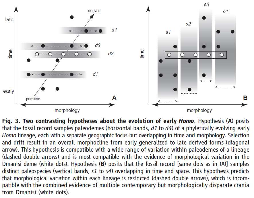 Intra-/interspecifická variabilita x taxonomie Dmanisi (2013): variabilita odpovídá AMH,