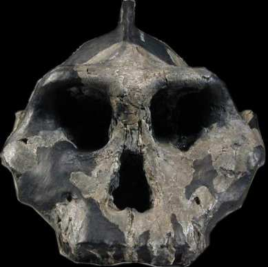 Paranthropus P. walkeri (= aethiopicus?), P. boisei, P.