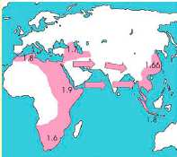 Homo ergaster Afrika (1,4-2 Mya) první velký člověk (180 cm) oldowanská acheuléenská technologie nejasná taxonomie (~ africká verze H. erectus???) první invaze z Afriky ( H.