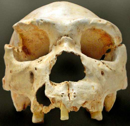 Homo sapiens a spol. několik nejasných bazálních taxonů (H. cepranensis jižní Evropa H. heidelbergensis nebo erectus z Asie???) H. antecessor severní Španělsko (780 kya) oldowanská kultura H.