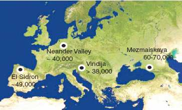 Homo neanderthalensis H. steinheimensis H.