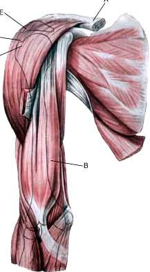 Obr. 4 - Svaly ramenního kloubu pohled zepředu A E F D B C A clavicula B m.