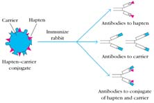 Možnosti stanovení sarkosinu Enzymově (enzym sarkosin oxidáza) LOD 100 pg/ml Imunochemicky (ELISA, EIA) LOD 0,1 ug/ml Chromatografie (GC, UHPLC, HPLC VIS) LOD 1 10 ug/ml Hmotnostní spektrometrie