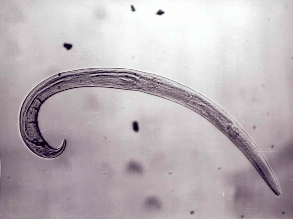 Hlístice (Nematoda) Ekologická funkce Délka 0,5-2 mm Výskyt a nároky na prostředí volně žijící i přisedlá,větší póry, vlhká stanoviště vrchní vrstva půdy do 15 až 20 cm, rhizosféra, početnější v