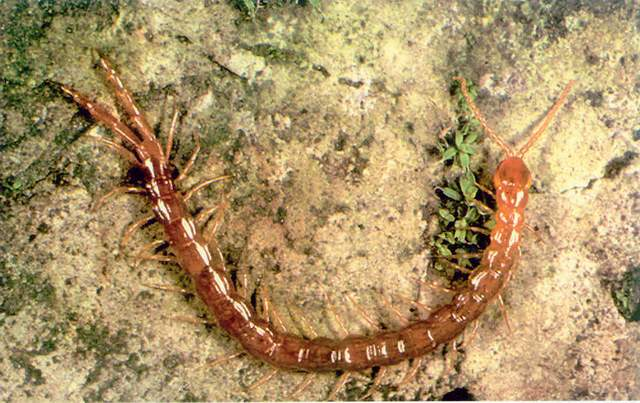 Mnohonožky a stonožky (Diplopoda, Chilopoda) Výskyt a nároky na prostředí hlavně v lese, méně na loukách, větší druhy - pod kameny, pařezy, kůrou, hnízdovitý výskyt, menší druhy - mohou se zahrabávat