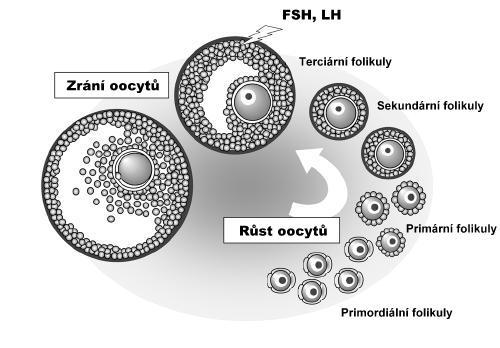 přibližně 30 μm dorostou do jejich finální velikosti okolo 120 μm (Miyano, 2005).