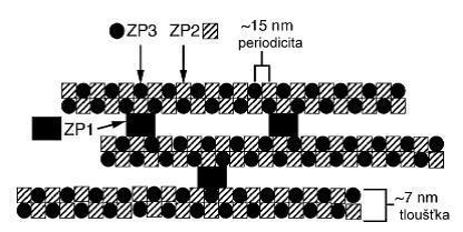umožňuje spermii penetrovat skrz ZP. Do rozpoznání gamet jsou zapojeny ZP glykoproteiny a ZP-vazebné proteiny spermie (Töpfer-Petersen et al., 2008).
