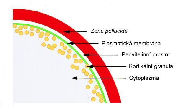 3.5.1 Kortikální reakce Kortikální granula jsou specializovaná skupina sekrečních vezikulů o velikosti 0,2 0,6 μm, které vznikají v Golgiho komplexu (Ješeta et al.