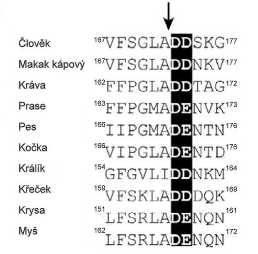 pro navázání spermií nebo dochází k zesíťování (cross-linking) ZP, aby se zabránilo rozvíjení proteinů (Coy et Aviles, 2010). Mezi savci je proces štěpení ZP2 proteinu poměrně dobře zachován, viz Obr.