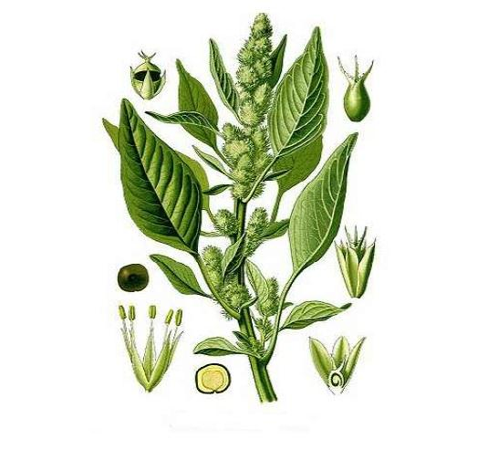 3.1.3 Druhy 3.1.3.1 Laskavec červenoklasý (Amaranthus hypochondriacus) Roste u nás jako plevel na rumištích, u cest a na polích. Lodyha dosahuje výšky až přes 2 metry.