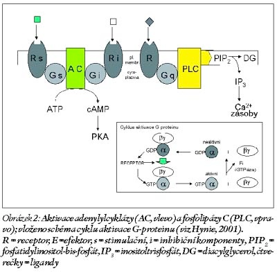 Ca 2+ ). Za změnu aktivity jsou zodpovědné především α podjednotky regulačního G-proteinu (Hardman et al., 2001; Hynie, 2001).