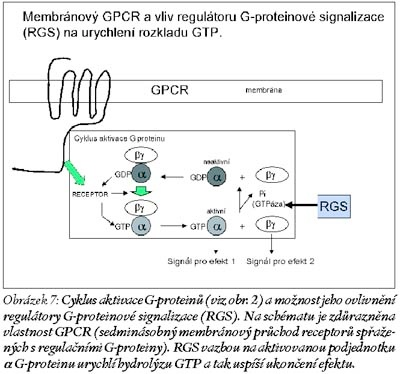 proteinech, což zcela mění staré názory na tento způsob přenosu signálu heterotrimerními G- proteiny (viz Marinissen a Gutkind, 2001).