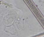 28. Nostoc cf. punctiforme 29. Nostoc membranaceum 30.