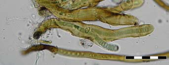 41. Synechococcus cf. intermedius 50 µm 42.