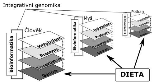 polymorfismy jednotlivých nukleotidů (angl.