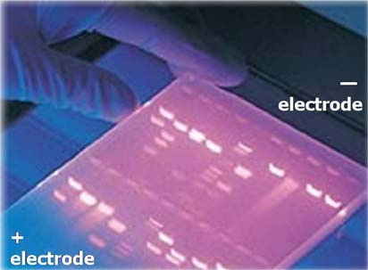 Praktické provedení PCR Počáteční denaturace 94 o C 3-5 min denaturace 94 o C 30 sec annealing ~55 o C 30