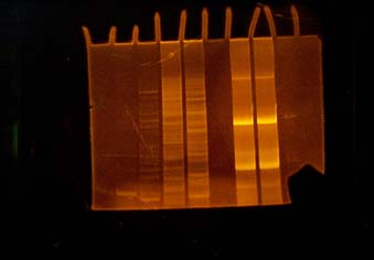 Praktické provedení PCR PCR se provádí v termocyklerech kovový blok z ušlechtilého kovu snadné programování vyhřívané víko PCR Optimalizace Složka AnnealingTeplota - Tm