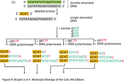 inverzní PCR Amplifikace neznámých segmentů DNA asymetrická PCR sekvenace DNA, příprava hybridizačních sond amplifikuje pouze jeden řetězec dsdna SEKVENCOVÁNÍ DNA SEKVENCOVÁNÍ DNA automatické
