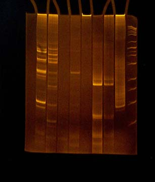 multiplex PCR více amplifikací v jedné zkumavce lékařská diagnostika nested PCR 2 po sobě jdoucí PCR zvyšování specificity PCR LA-PCR (long and accurate) amplifikace dlouhých úseků, polymerasové