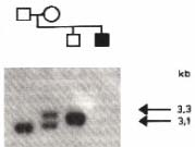 Aplikace PCR a využití v praxi DIAGNOSTIKA V MEDICÍNĚ 1. detekce virových a bakteriálních onemocnění Aplikace PCR a využití v praxi DIAGNOSTIKA V MEDICÍNĚ 2.