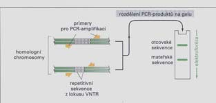 Aplikace PCR a využití v praxi KRIMINALISTIKA VNRT variable number of tandem repeat vyskytují se na různých lokusech chromozomů a v populací kolísají mezi jedinci v počtu opakování mezi 4-40x např.