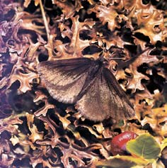 Pardubicko 3 NosoroÏík kapucínek (Oryctes nasicornis) se vyvíjí i na druhotn ch stanovi tích. JasoÀ dymnivkov (Parnassius mnemosyne) se vyskytoval na Králickém SnûÏníku.