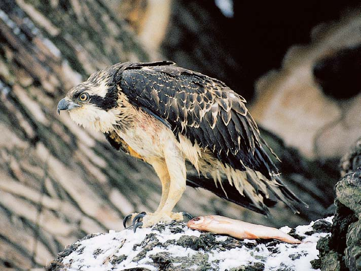 Pardubicko Pfiírodní park Lan krounské rybníky Byl zfiízen v roce 990 jako oblast klidu podle zákona ã. 40/956 Sb. LeÏí západnû od Lan krouna v oblasti soustavy rybníkû na Ostrovském potoce.